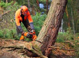 Best Storm Damage Tree Cleanup  in La Puente, CA
