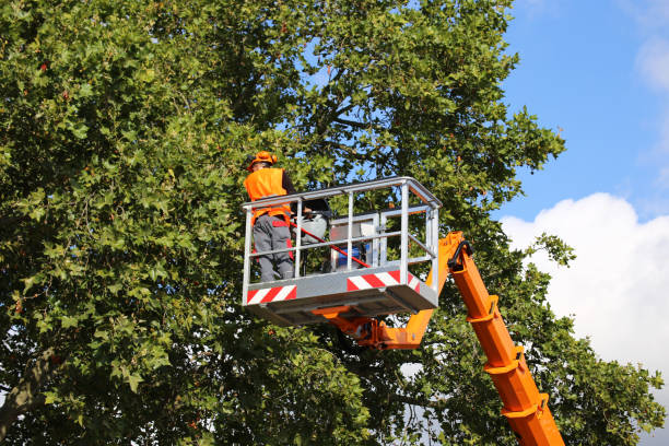 Leaf Removal in La Puente, CA