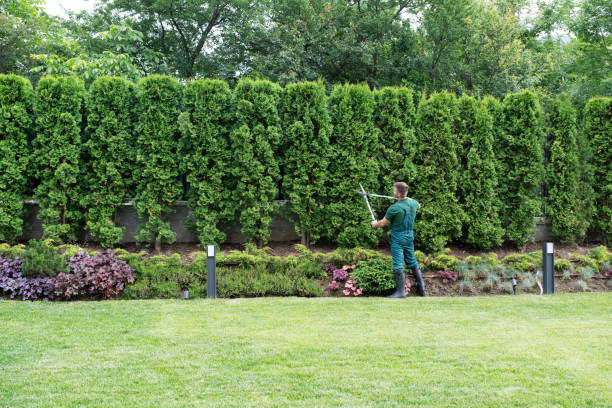 Best Lawn Watering Services  in La Puente, CA