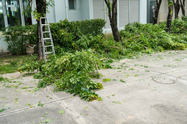 Lawn Drainage Solutions in La Puente, CA