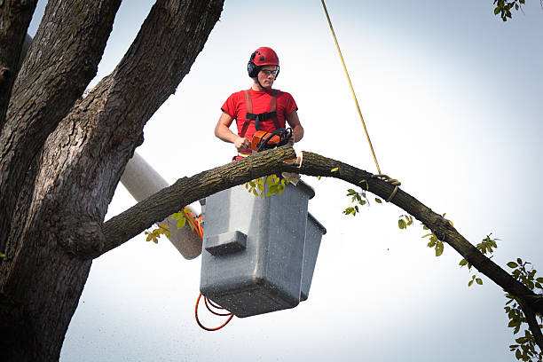 How Our Tree Care Process Works  in  La Puente, CA