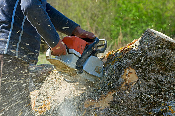 Best Lawn Watering Services  in La Puente, CA